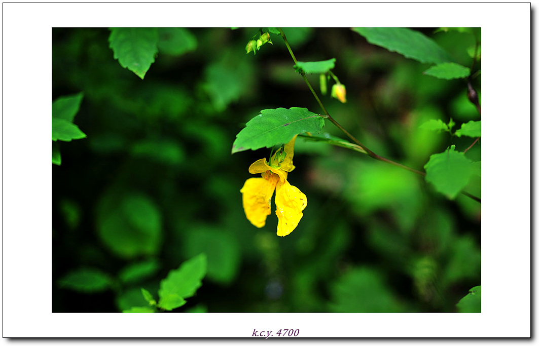KCY_4381.jpg