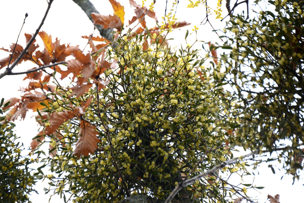 DSC_9021.JPG