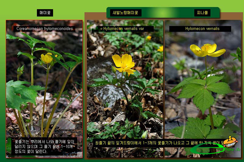 매미꽃_새발노랑매미꽃_피나물_전초-800X530_eflora.jpg