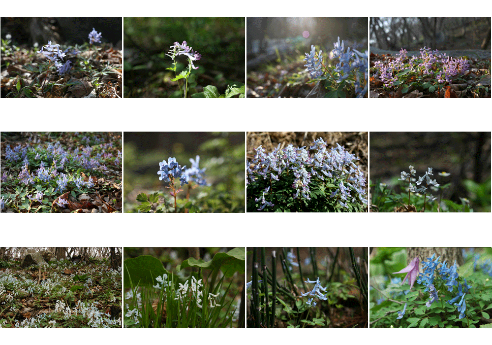 ContactSheet-002.gif