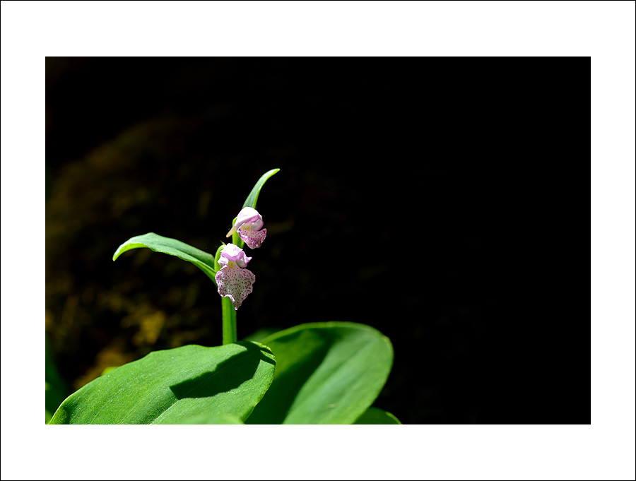 DSC_1110.jpg