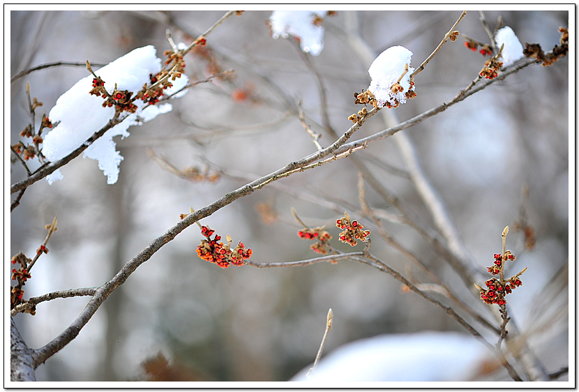 Hamamelis229.jpg