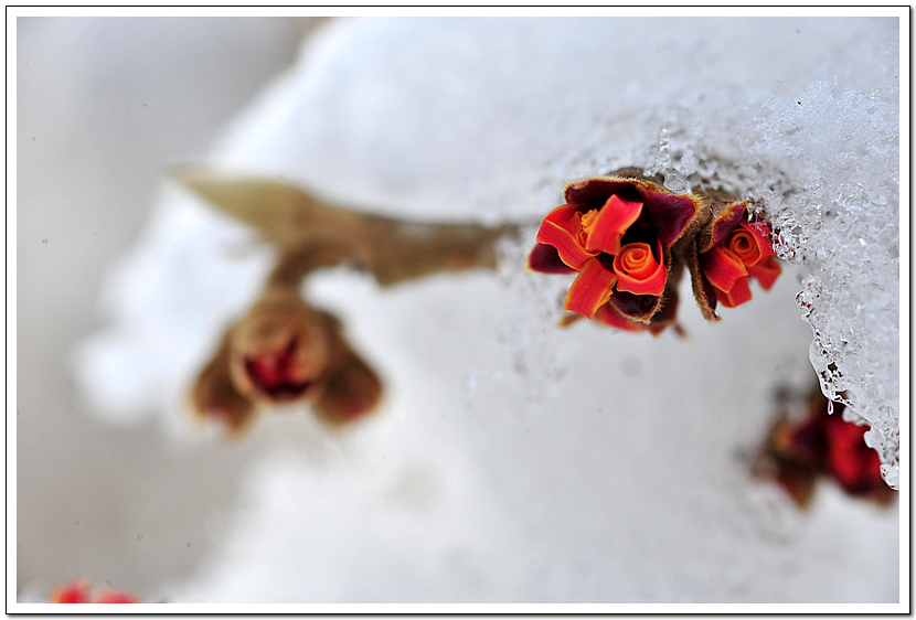 Hamamelis42.jpg
