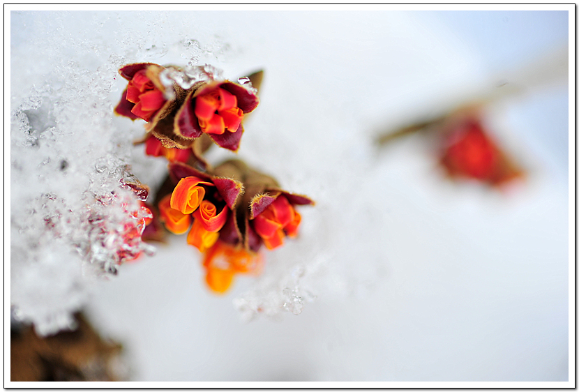 Hamamelis39.jpg