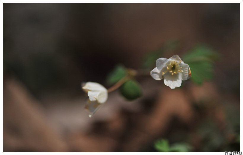 DSC_0027-1.jpg