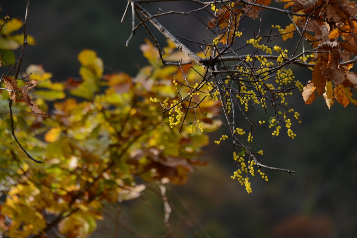 DSC_9079.JPG