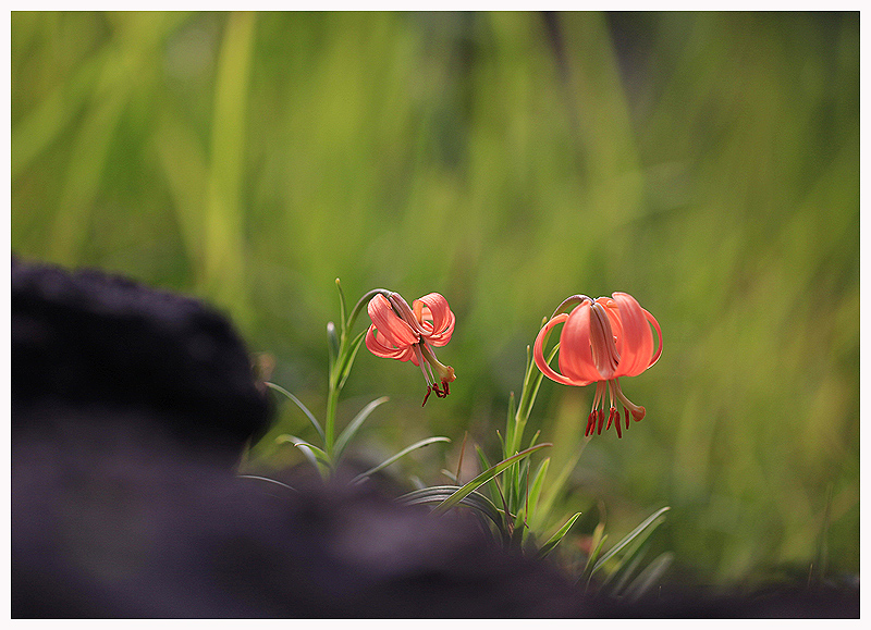 _MG_6600-1.jpg