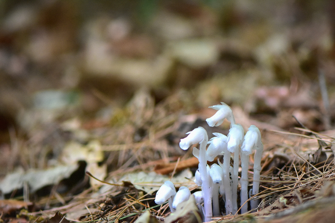 DSC_1423.JPG