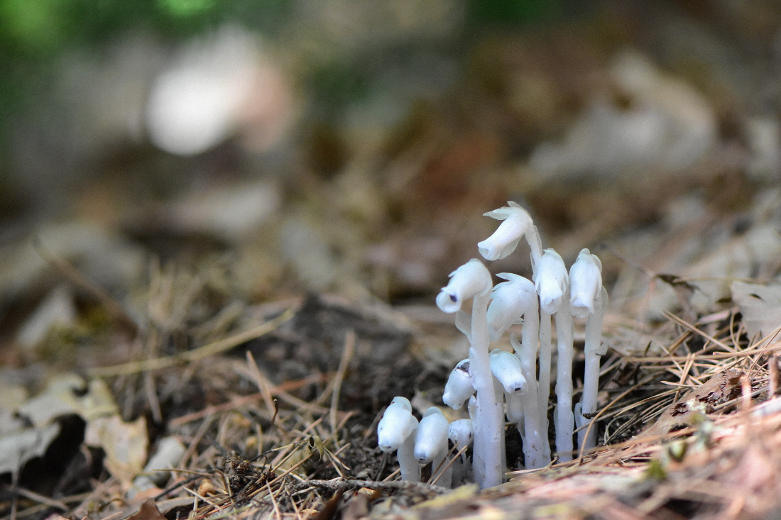 DSC_1299.JPG