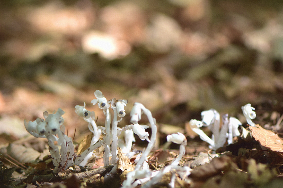 DSC_1329.JPG