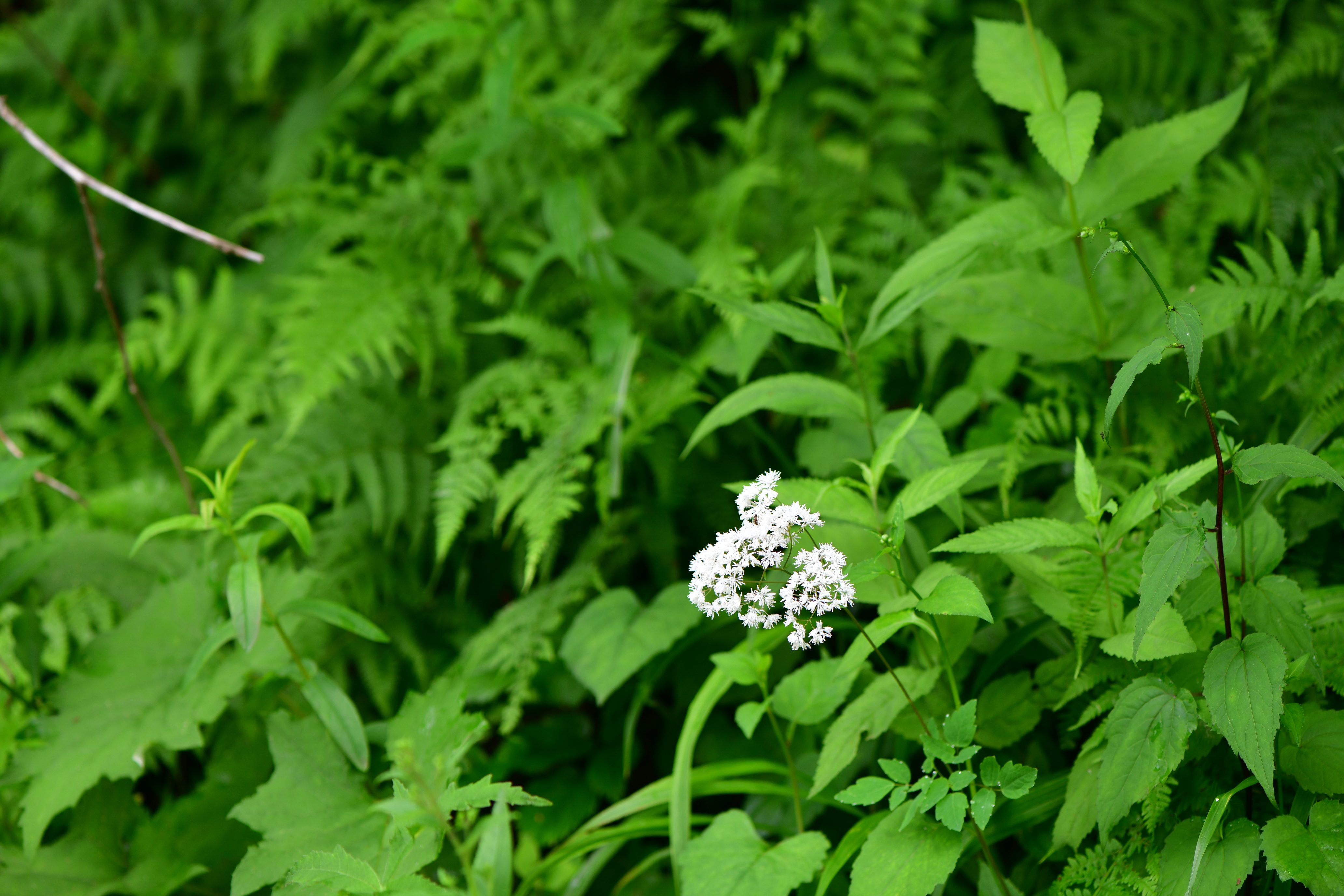 DSC_1059.JPG