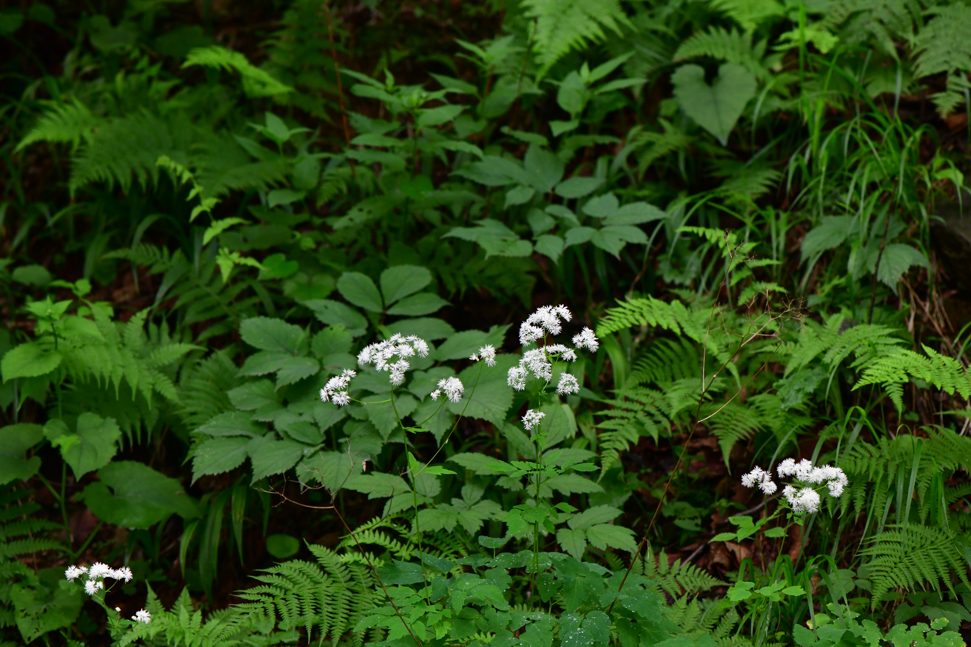 DSC_1167.JPG