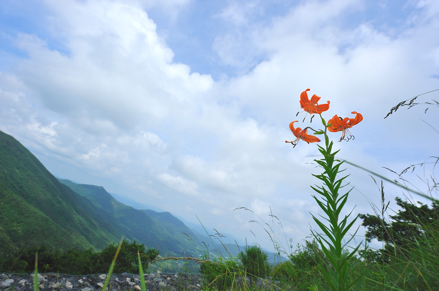 털중나리382f.jpg