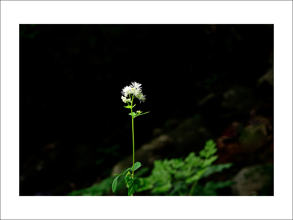 DSC_7994.jpg