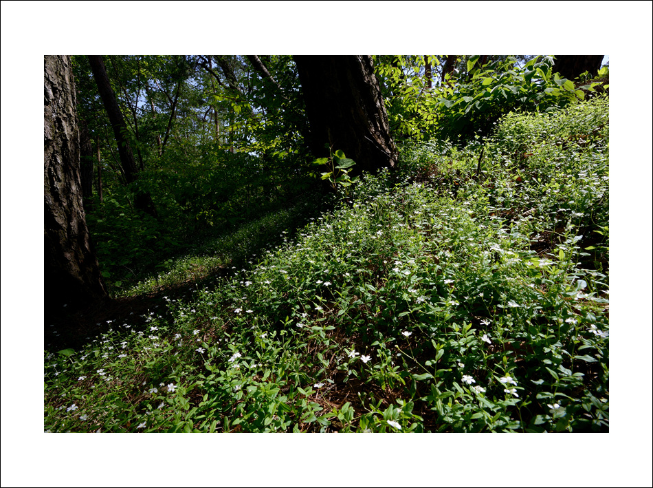DSC_3239.jpg