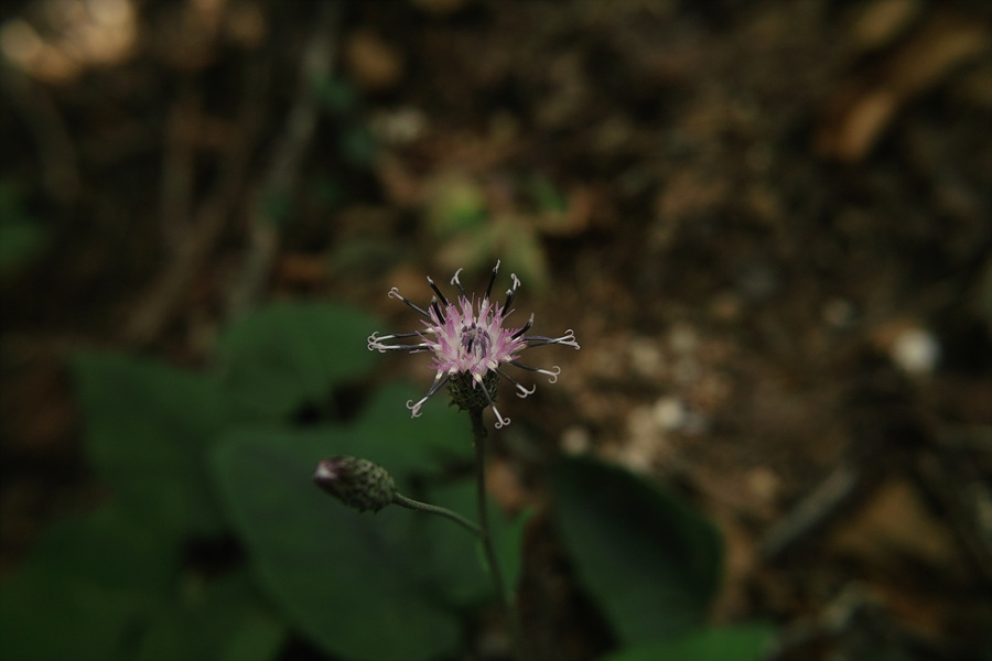 SDIM0082.jpg
