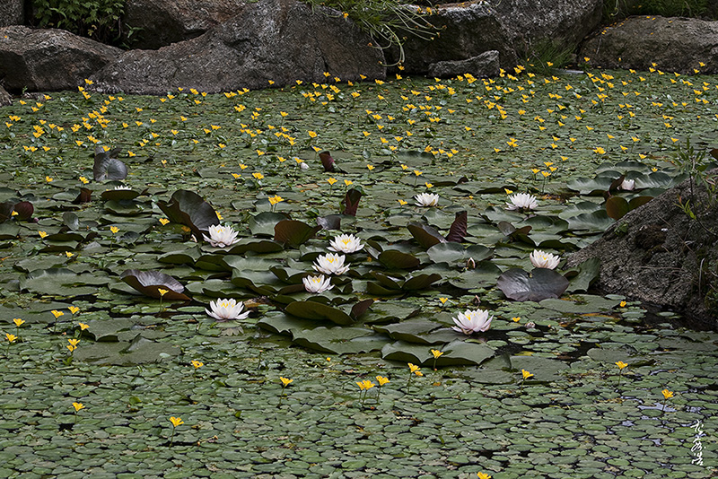 수련6170.jpg