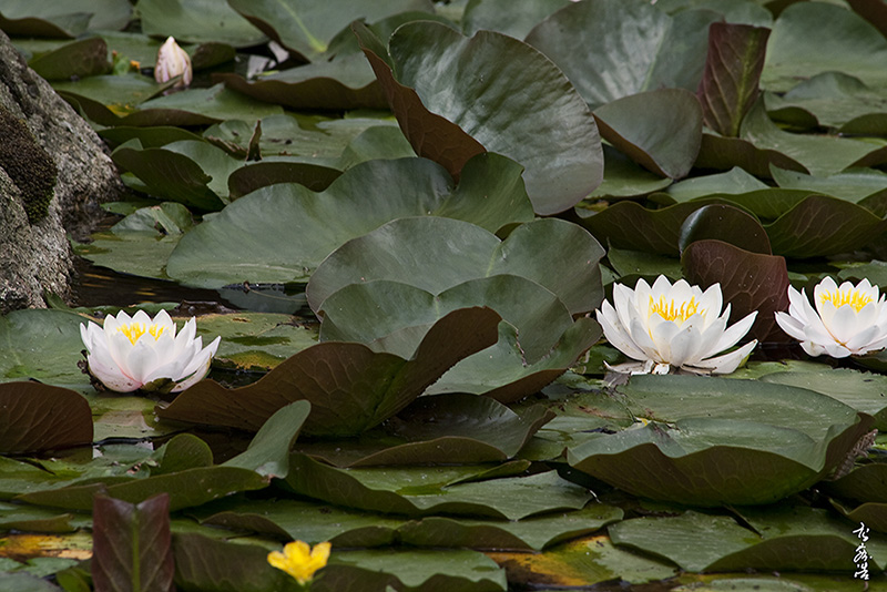 수련6169.jpg