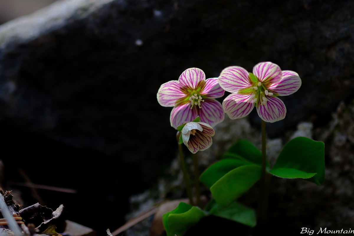 A11D73AB-6332-410F-8A07-344B51539890.jpeg