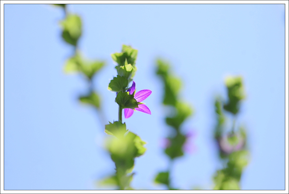 DSC_3137.jpg
