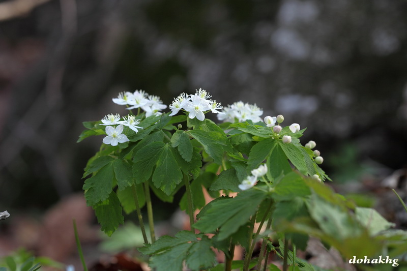 DPP_00095.jpg