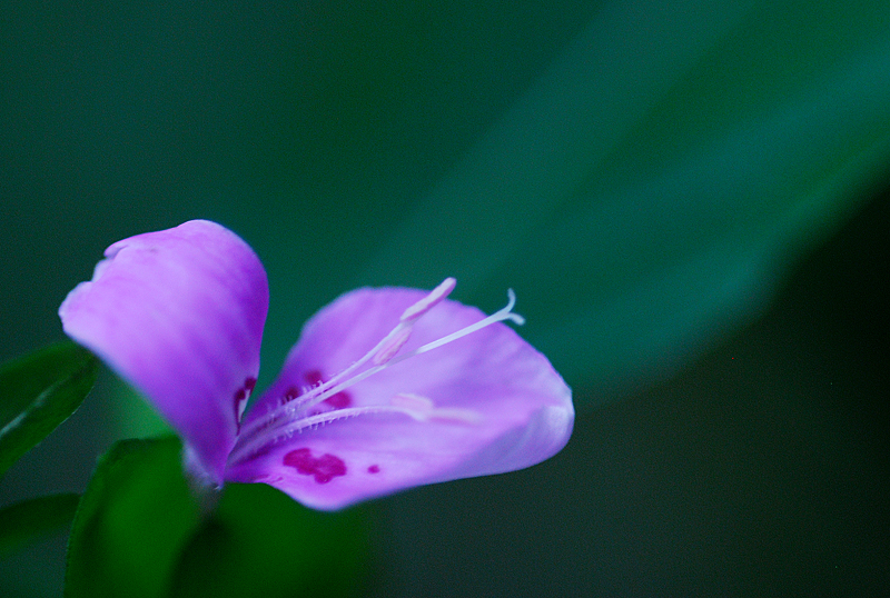 DSC_0546-1.jpg