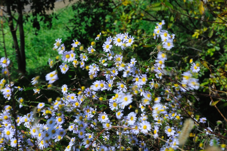 DSC_1543.JPG