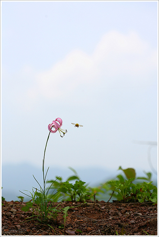 구 솔나리.jpg