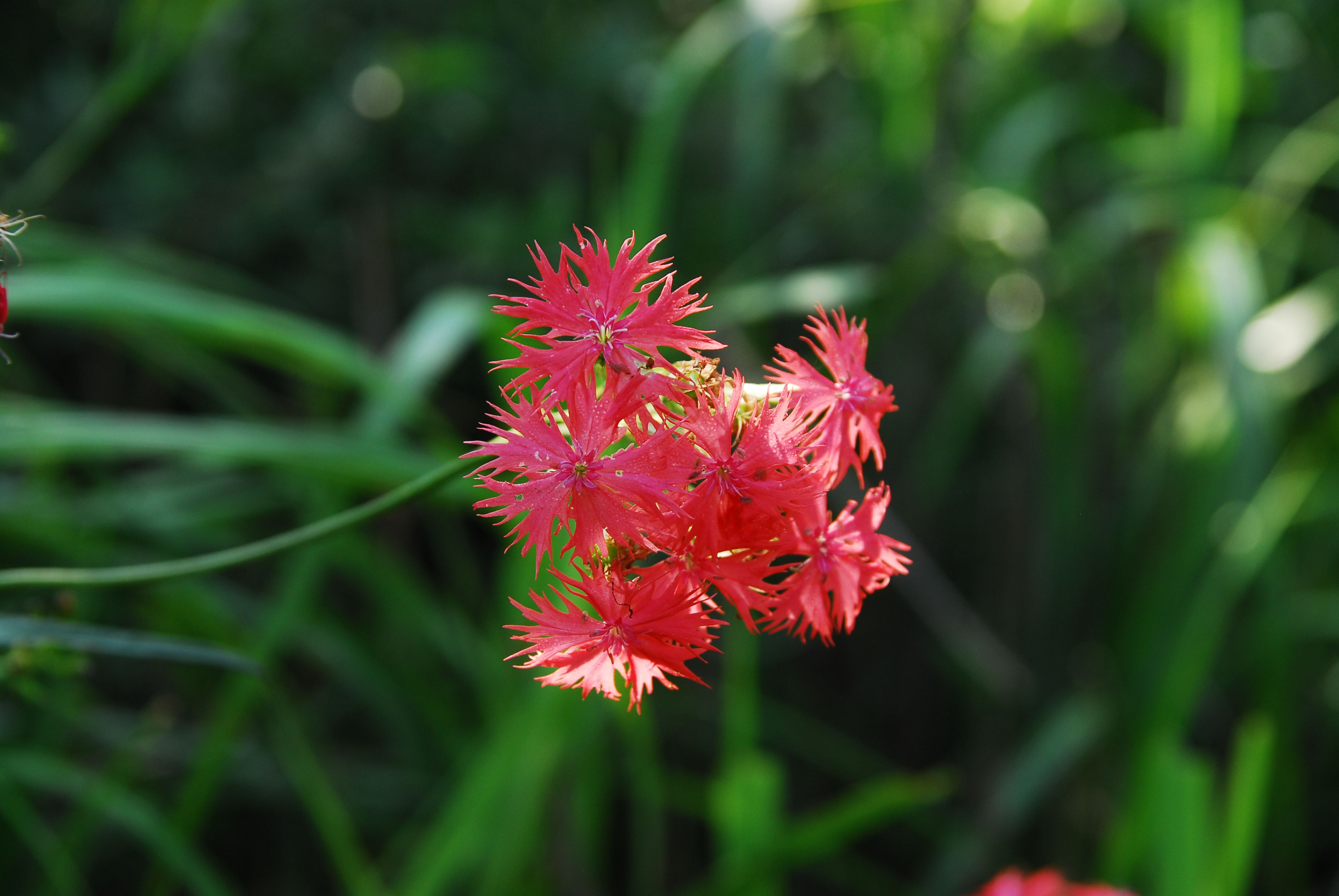 DSC_4952.JPG