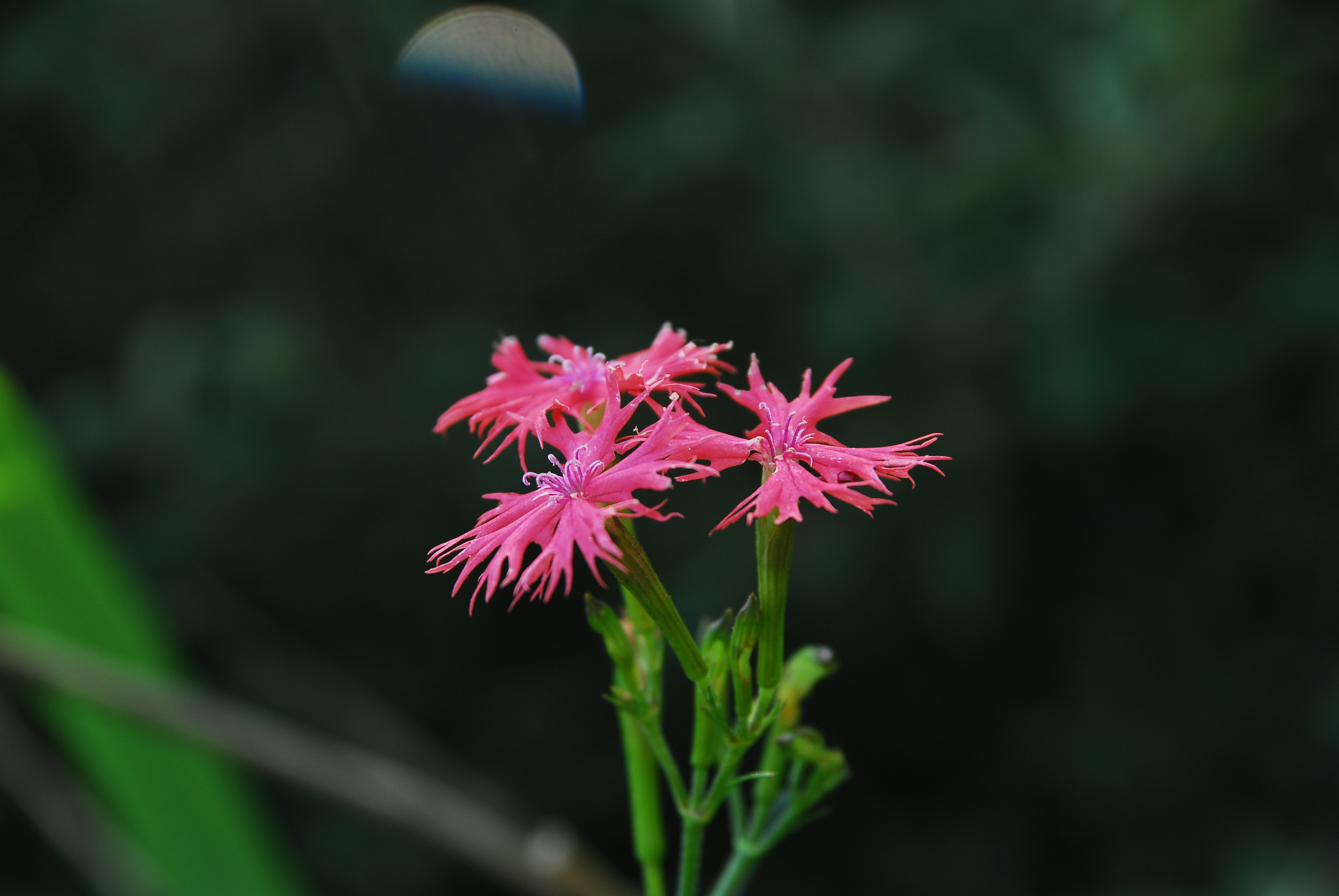 DSC_4955.JPG