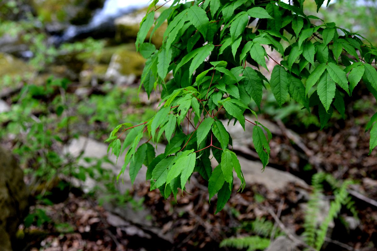 DSC_2390.JPG