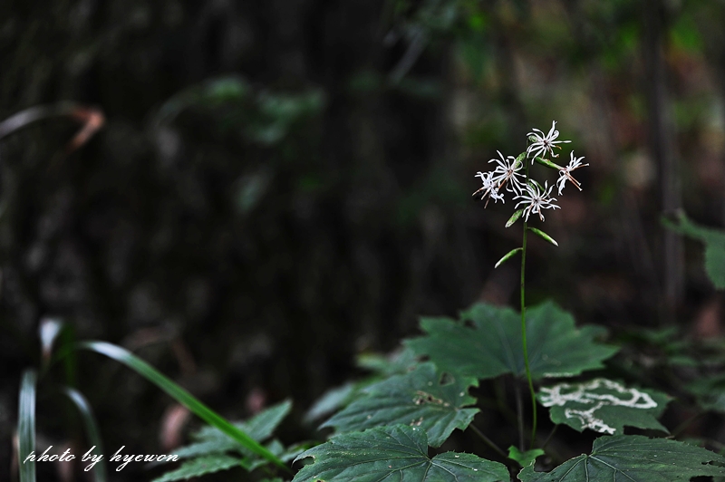 DSC_8394.jpg