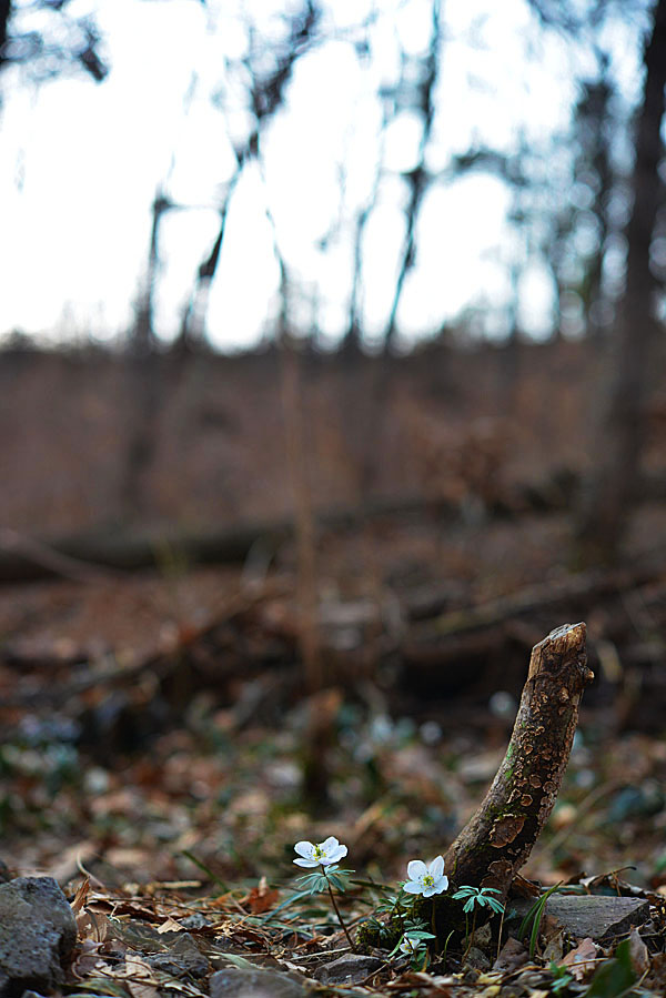 20130310_0042-1.jpg