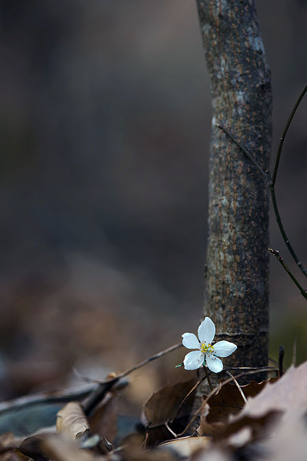 20130310_0017a-1.jpg