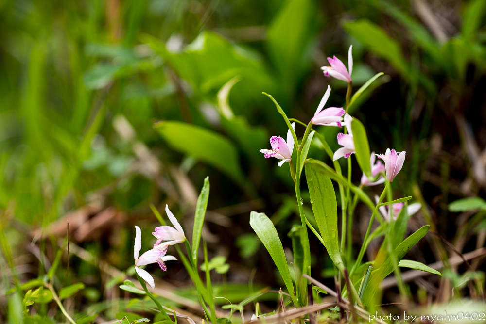 L1003670.jpg
