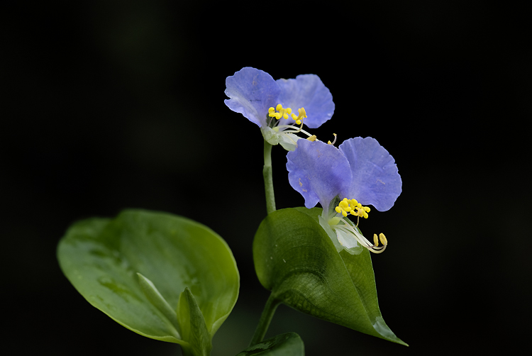 DSCF0686_1.jpg