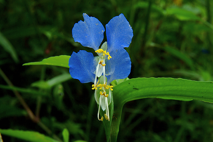 DSCF0012_3.jpg