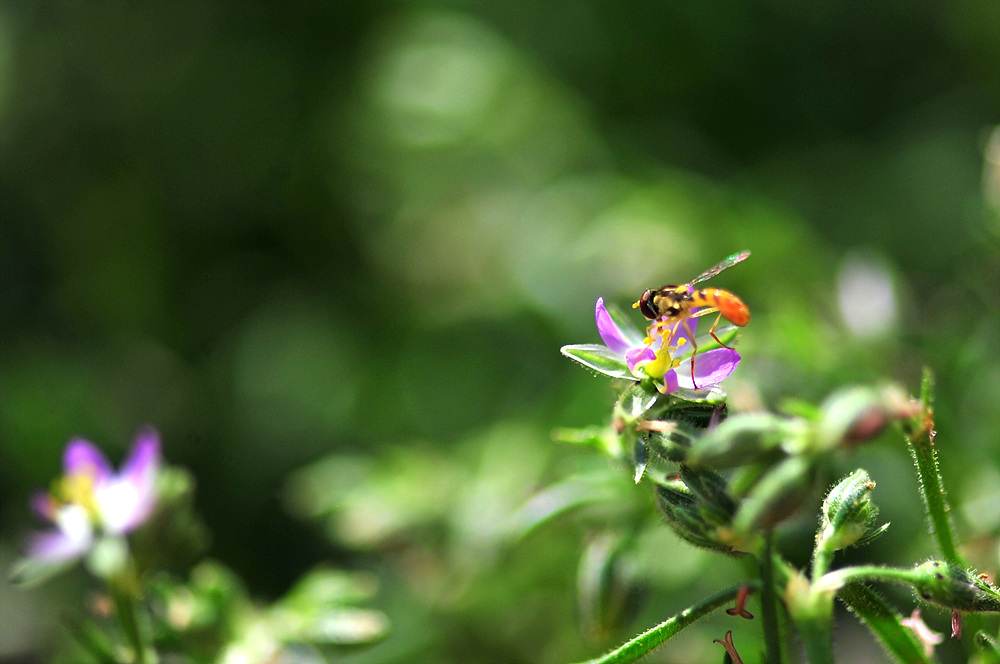 DSC_5462.jpg