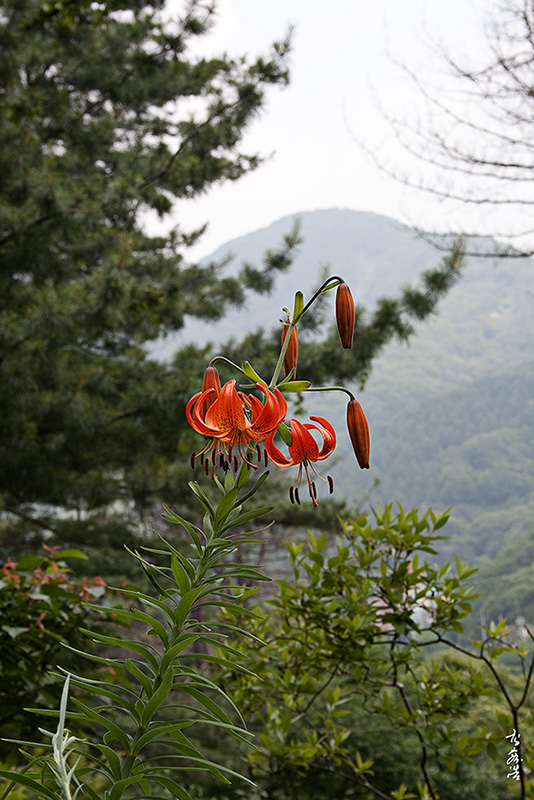 털중나리6036.jpg
