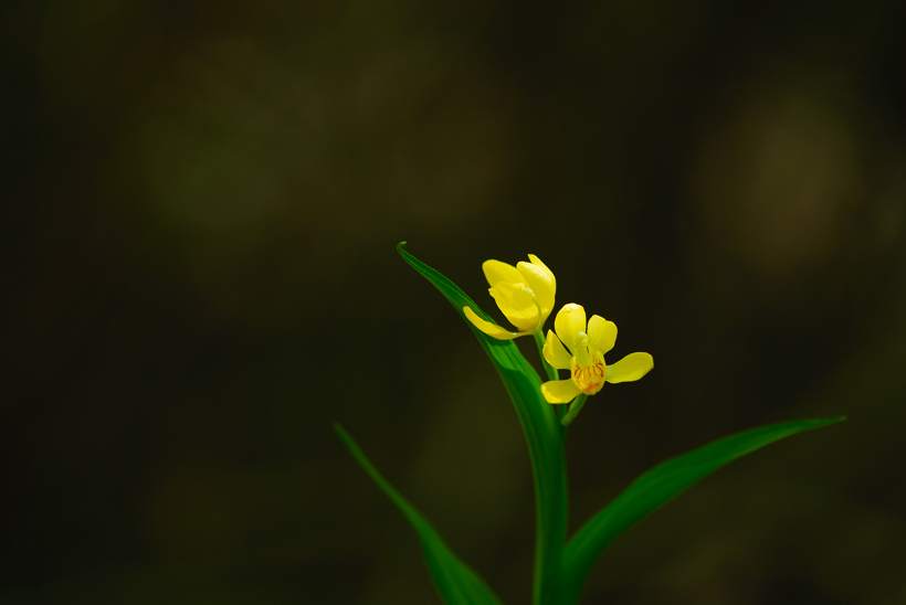DSC_7742-1.jpg