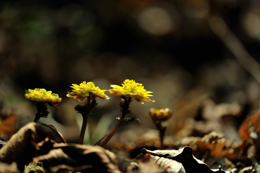 복수초[090407]128f.jpg