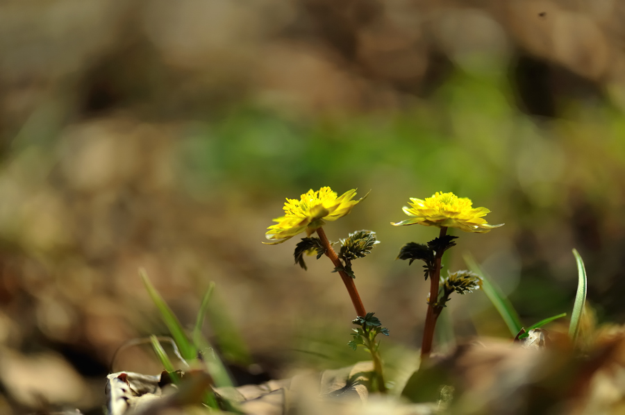 복수초[0904149f.jpg