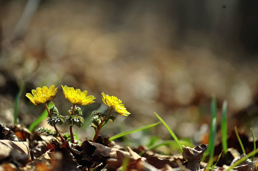 복수초[090407]153f.jpg