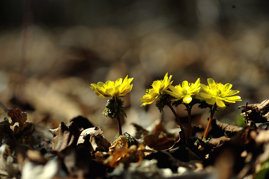 복수초[090407]044f.jpg