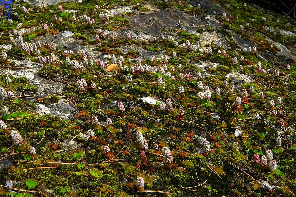 L1030770.jpg
