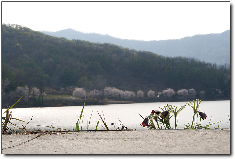 C_할미꽃4790.jpg