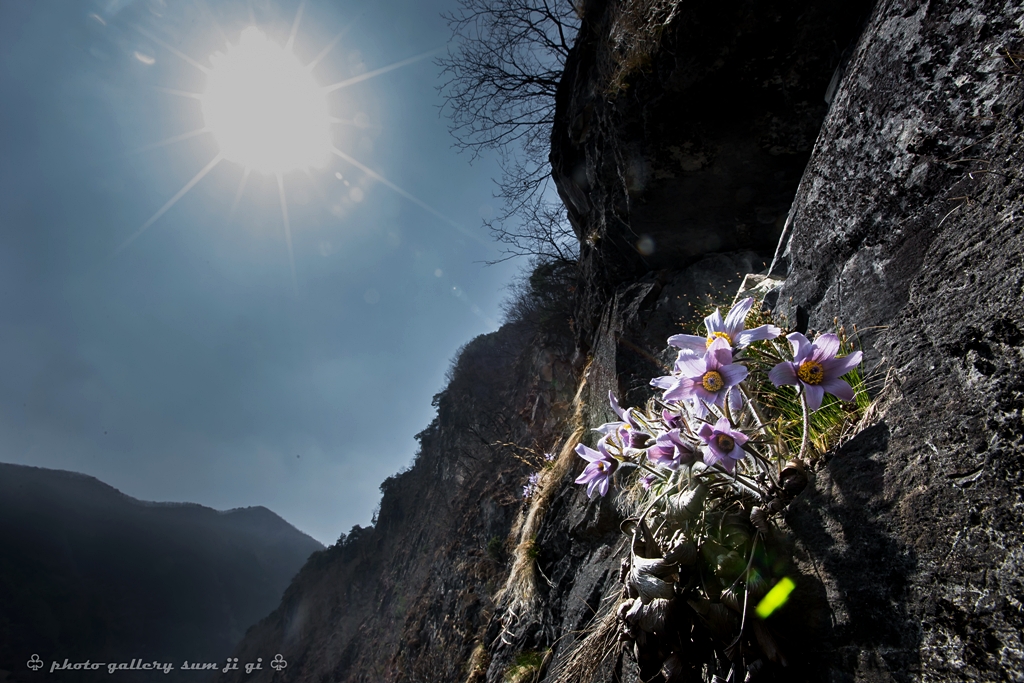 동강할미꽃-0348.jpg