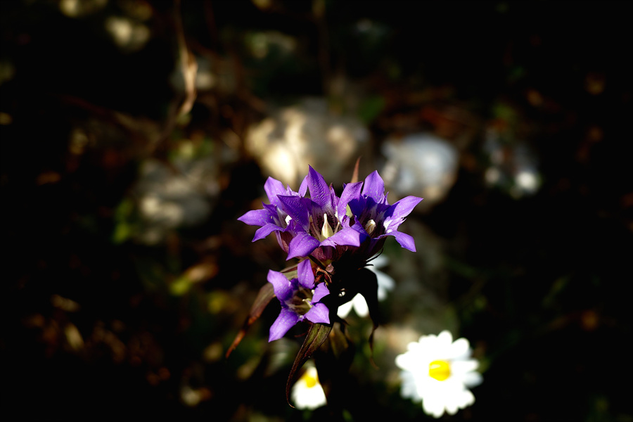 SDIM0067.jpg