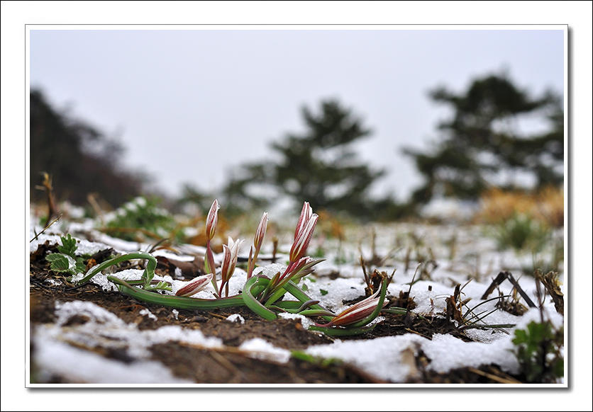 산자고5.jpg