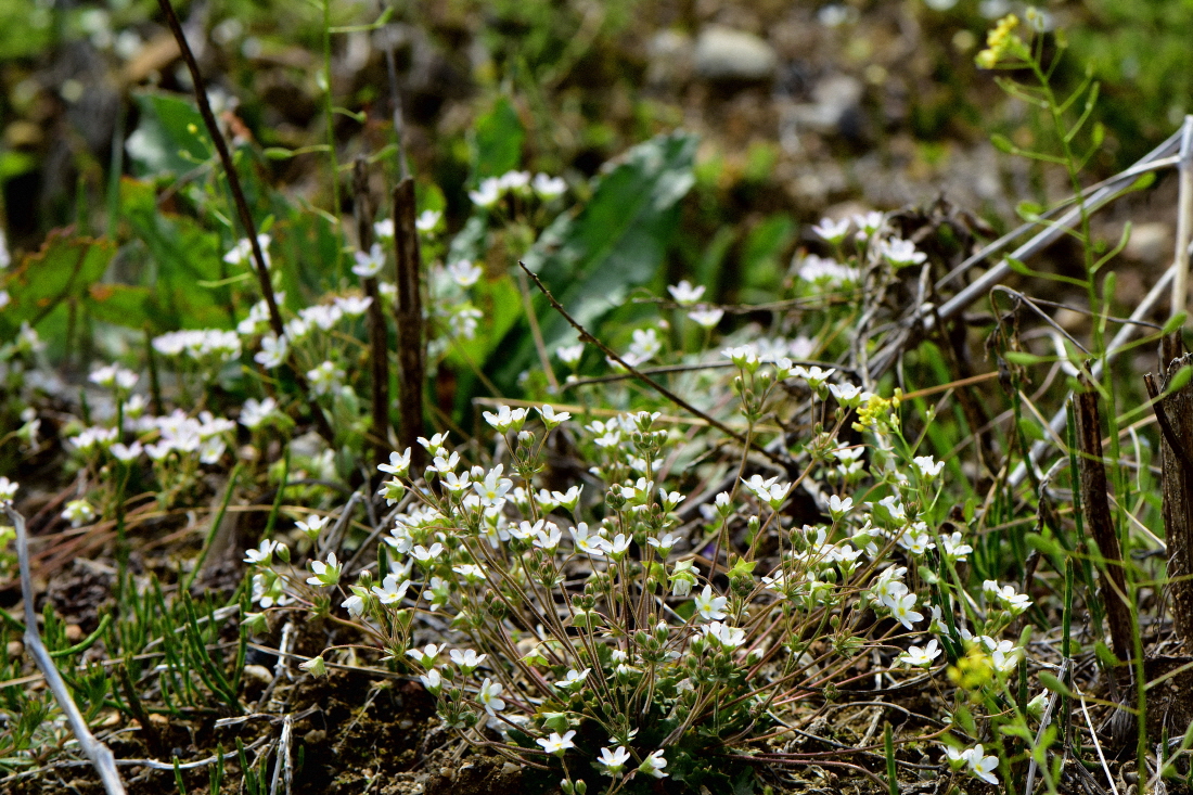 DSC_7404.JPG